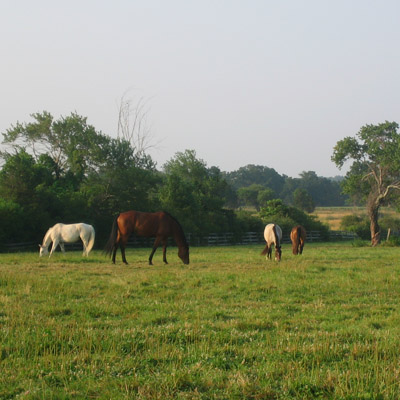 horses