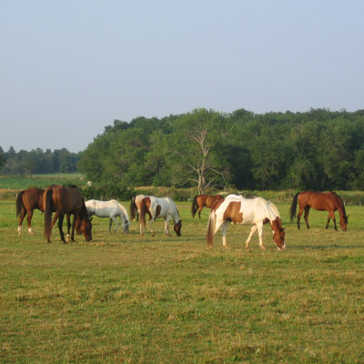 horses