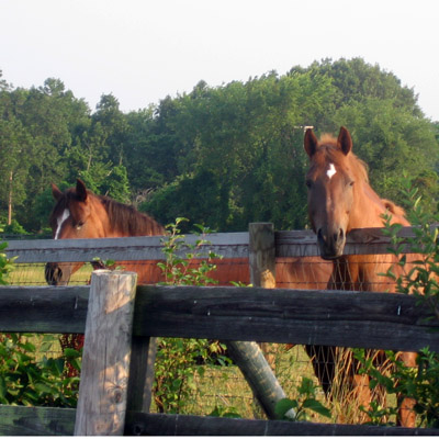 horses
