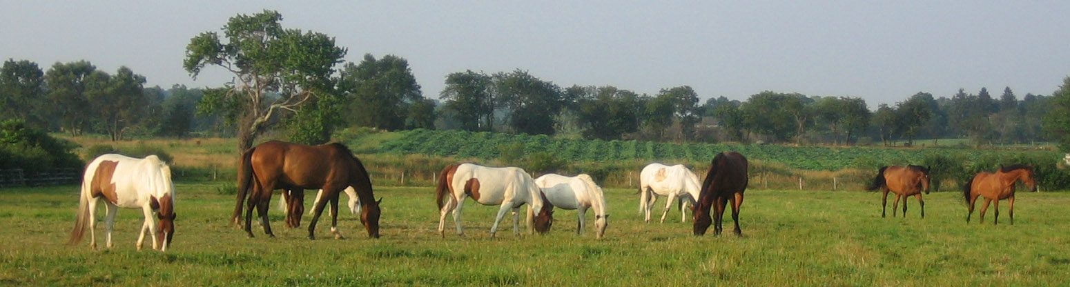 paddock