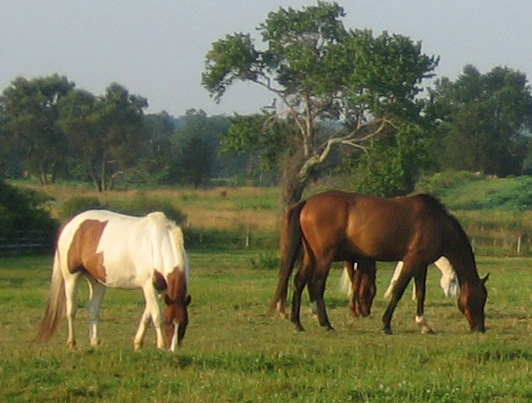 horses