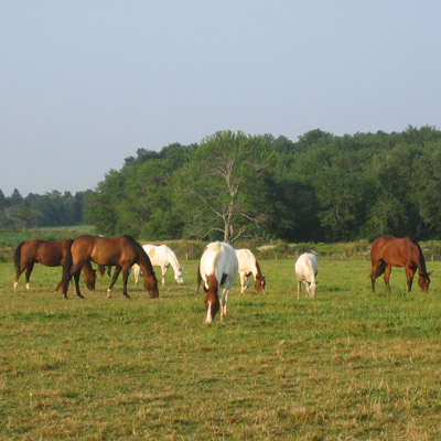 horses
