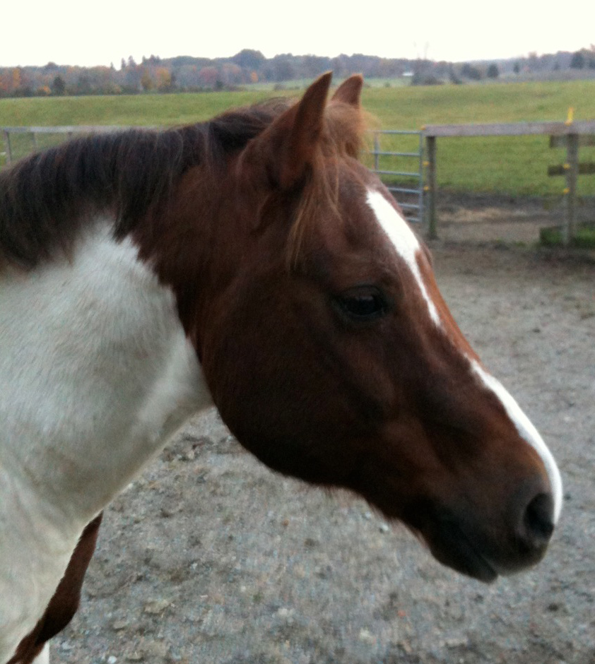 pony