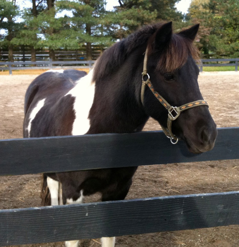 pony